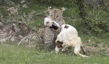 तीन बच्चों का पेट भरने के लिए देखें मां ने कैसे किया शिकार, कैमरे में कैद हुआ घटनाक्रम