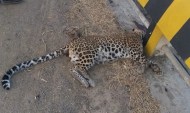 सड़क पार कर रहे पैंथर की अज्ञात वाहन की टक्कर से मौत, नर्सरी में कराया दाह संस्‍कार