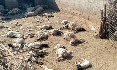 खेजडिय़ा गांव में तेंदुए का हमला, 80 से अधिक भेड़ों को बनाया शिकार