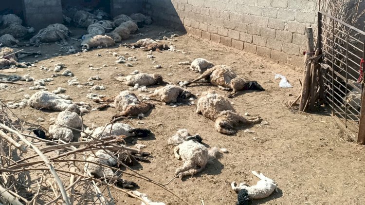 खेजडिय़ा गांव में तेंदुए का हमला, 80 से अधिक भेड़ों को बनाया शिकार