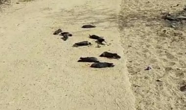 चितलवाना इलाके के मेघावा के ग्रामीणों में दहशत, बर्ड फ्लू की आशंका