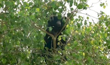 पिंडवाडा के अम्बेश्वर फली की आबादी में आया भालू, वन विभाग की टीम ने किया सुरक्षित रेस्क्यू