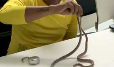 वन्य जीव रेस्क्यू के नाम पर युवक कर रहा सांपों के साथ स्टंट