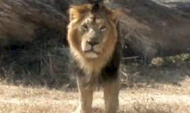 वन विभाग बब्बर शेर त्रिपुर में नहीं बता रहा कोविड के लक्षण, आईवीआरआई ने दी थी कोरोना पाॅजिटिव रिपोर्ट, अब दोबारा भेजे सैंपल 