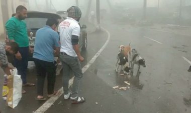 कोरोना और ताऊ ते तूफान के बीच पशु-पक्षियों के चारे पानी की व्यवस्था कर रहा है भाजपा युवा मोर्चा 