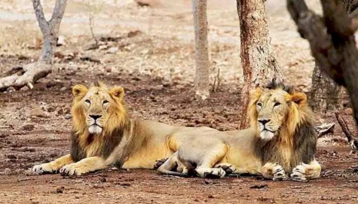 इंसानों के बाद अब जानवरों में भी फैल रहा है कोरोना संक्रमण, चिड़ियाघर के 8 शेर हुए पॉजिटिव