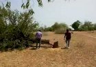विश्व पर्यावरण दिवस के दिन ही काटे जा रहे हरे वृक्ष