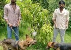 भारत में आम के दो पड़ों की रखवाली के लिए तैनात है 4 गार्ड और 6 कुत्ते, 2 आम की कीमत 2.75 लाख रुपए