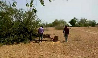 विश्व पर्यावरण दिवस के दिन ही काटे जा रहे हरे वृक्ष