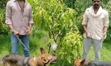 भारत में आम के दो पड़ों की रखवाली के लिए तैनात है 4 गार्ड और 6 कुत्ते, 2 आम की कीमत 2.75 लाख रुपए