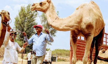 तस्करी के ​लेकर जा रहे राज्य पुश को सिरोही की सामाजि​क संस्था ने दिया सरंक्षण, 1 माह तक पुलिस ने की सार संभाल