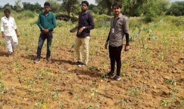 जालोर में मानसून की बेरूखी के चलते खराब हुई फसलें, सर्वे टीम को मिली 100 प्रतिशत फसल खराब