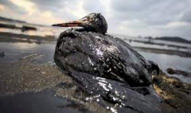 अमेरिका के कैलिफोर्निया में समु्द्र में हुआ 3 हजार बैरल तेल का रिसाव, मछली पालन सहित समुद्री जीवों को नुकसान