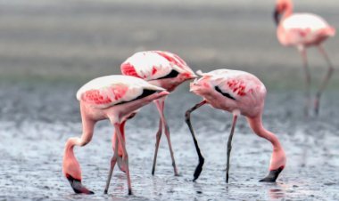 राजस्थान सरकार ने सांभर झील के कुशल प्रबंधन को देखते हुए सांभर झील प्रबंधन एजेंसी के गठन को दी मंजूरी