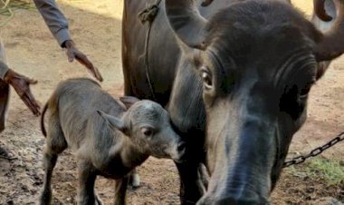 भारत में पहली बार आईवीएफ तकनीक से  भैंस का गर्भधान, उन्नत नस्ल के बछड़े का दिया जन्म