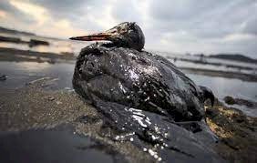 अमेरिका के कैलिफोर्निया में समु्द्र में हुआ 3 हजार बैरल तेल का रिसाव, मछली पालन सहित समुद्री जीवों को नुकसान