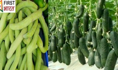 World में भारत ककड़ी और खीरे का सबसे बड़ा निर्यातक, मात्र 7 माह में 114 मिलियन अमरीकी डालय के खीरे निर्यात