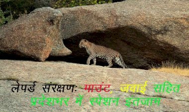 राजस्थान माउंट आबू, जवाई बांध, जयसमंद, शेरगढ़ सहित प्रमुख अभयारण्यों में लैपर्ड संरक्षण की दिशा में विशेष इंतजाम