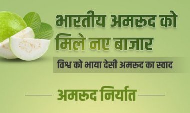 भारतीय अमरूद के निर्यात में जोरदार उछाल, वर्ष 2013 से लेकर अब तक 260 फीसदी की वृद्धि दर्ज