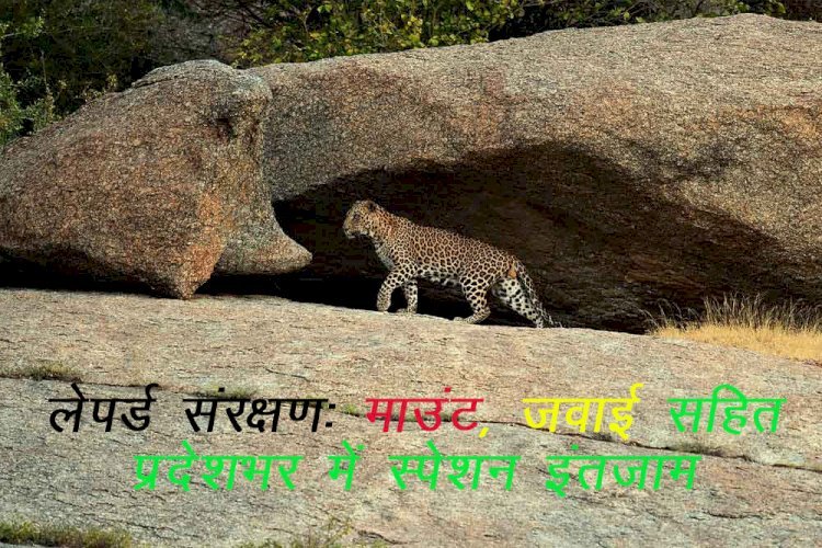 राजस्थान माउंट आबू, जवाई बांध, जयसमंद, शेरगढ़ सहित प्रमुख अभयारण्यों में लैपर्ड संरक्षण की दिशा में विशेष इंतजाम