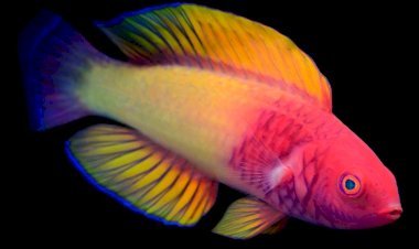 मालदीव के समुद्र में 200 फीट नीचे इंद्रधनुष के रंग से सजी दुनिया की सबसे रंगीन मछली रेनबो फिश