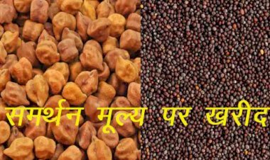 प्रदेश में सरसों तथा चने की समर्थन मूल्य पर खरीद 1 अप्रेल से होगी शुरू, 25 मार्च से ई मित्र से करा सकते हैं पंजीयन