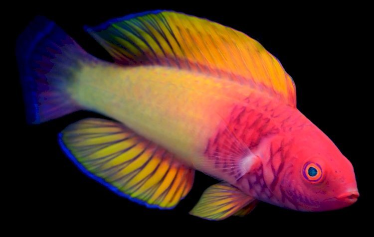 मालदीव के समुद्र में 200 फीट नीचे इंद्रधनुष के रंग से सजी दुनिया की सबसे रंगीन मछली रेनबो फिश