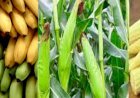 कनाडा के बाजार में भारतीय केले और बेबी कॉर्न की अच्छी मांग, केले और बेबी कॉर्न के निर्यात की मंजूरी