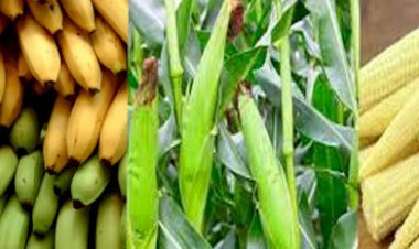 कनाडा के बाजार में भारतीय केले और बेबी कॉर्न की अच्छी मांग, केले और बेबी कॉर्न के निर्यात की मंजूरी