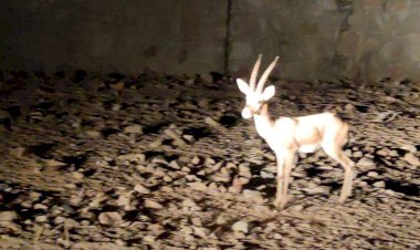 नारणावास के वन क्षेत्र में प्राकृतिक जलस्रोत सूखने से वन्यजीवों का जीवन संकट में 