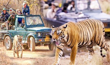 राजस्थान के पर्यटन को और मिलेगा बल, कोटा-बूंदी में जल्द शुरू होने जा रही जंगल सफारी