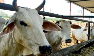 पशुओं में तेजी से फैल रहे ‘लम्पी’ वायरस को लेकर सीएम गहलोत का बड़ा फैसला