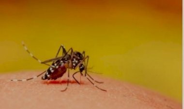 श्रीलंका में इस साल लगभग 50,000 डेंगू के मामले