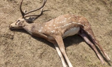 कोलंबो में रेबीज से 25 हिरणों की मौत