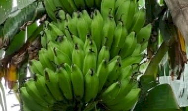 बिहार के प्रसिद्ध कोठिया केले के उत्पादन बढ़ाने में जुटा गोरौल अनुसंधान केंद्र