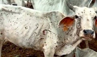 लंपी स्किन रोग : गुरुग्राम प्रशासन ने मवेशियों की  आवाजाही पर रोक लगाई