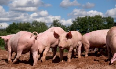 मप्र में अब सूकरों में अफ्रीकन फीवर बना मुसीबत