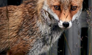 कर्नाटक : कदरगी गांव में लोमड़ी का हमला, 6 घायल