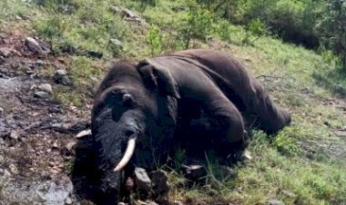 केरल में एक जंगली हाथी के सेप्टिक टैंक में गिरने से हुई मौत