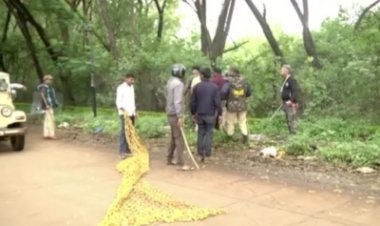 बेलगावी में तेंदुए की तलाश जारी, मेगा ऑपरेशन में शामिल हुआ हाथी