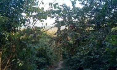 आरे वन क्षेत्र में न करें कोई विकास कार्य: सुप्रीम कोर्ट