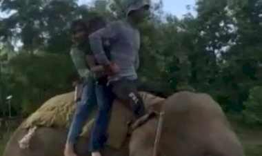 कॉर्बेट नेशनल पार्क में हाथियों पर करवाई जा रही सफारी, उत्तराखंड हाइकोर्ट ने लगा रखी है रोक