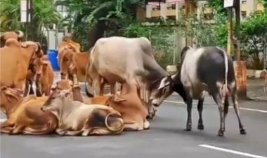 गुजरात आवारा पशुओं के लिए और आश्रय गृह बनाने के लिए 10 करोड़ रुपये का करेगा निवेश