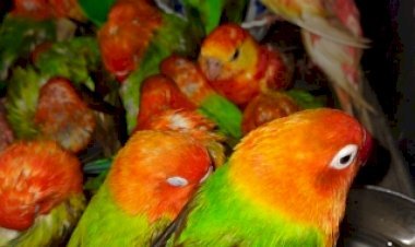 बीएसएफ ने बांग्लादेश सीमा से तस्करों के चंगुल से 30 दुर्लभ अफ्रीकन तोतों को बचाया