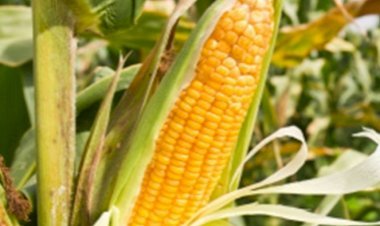 खरीफ के घाटा को रबी में पूरा करने की कवायद, 2 लाख किसानों को मिलेंगे बीज