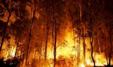 रूस में जंगल में लगी भयानक आग, 3 दिनों में 110,000 हेक्टेयर भूमि जली