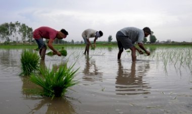 खरीफ फसल के बुवाई क्षेत्र में 2.5 प्रतिशत की गिरावट : रिपोर्ट