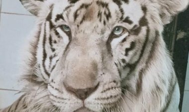 सफेद बाघ जय को जल्द ही चेन्नई से एक मिलेगा नया साथी