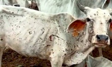 यूपी के सहारनपुर में पशुओं में लंपी बीमारी ने बढ़ाई चिंता