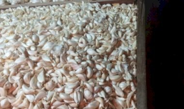 मालवा-निमाड़ में किसान लहसुन फेंकने को मजबूर